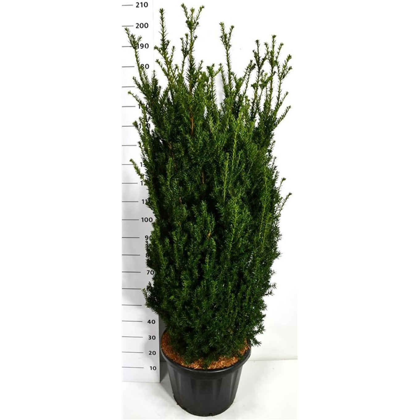 Hybrididegran – Taxus media 'Hillii' - C45 150-175 cm.